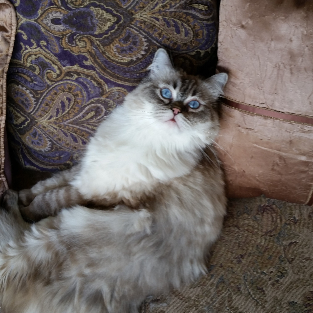 Princess "Everything Pink" Lola Bear can dream too
